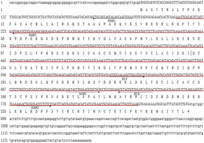 Identification and Characterization of the Succinate Dehydrogenase Complex Iron Sulfur Subunit B Gene in the Oriental River Prawn, Macrobrachium nipponense